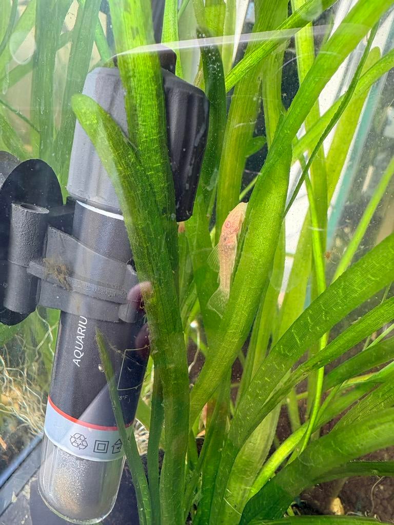 Jonge Ancistrus Gold (albino borstelneusmeerval), Dieren en Toebehoren, Vissen | Aquariumvissen, Vis
