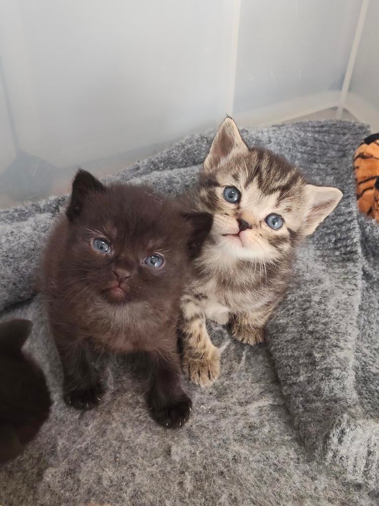Britse korthaar kittens raszuiver ️🥰, Dieren en Toebehoren, Katten en Kittens | Raskatten | Korthaar, Meerdere dieren, Gechipt