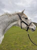 Elite sport dr. fokmerrie dragend, Merrie, ZZ, Met stamboom, Dressuurpaard