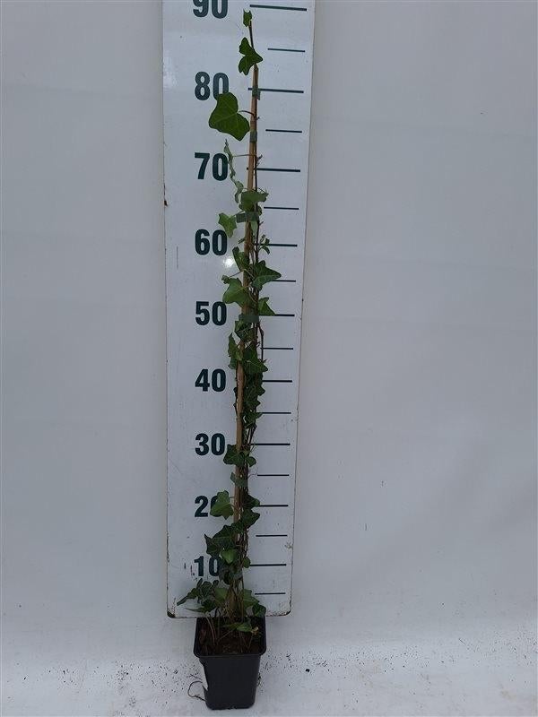 Hedera helix Kleinbladig gestokt van 80/400 t/m 125/150cm, Ophalen, Vaste plant, Bloeit niet, Halfschaduw