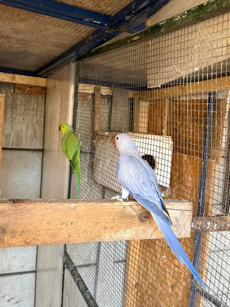 Halsband parket Bewezen koppel, Meerdere dieren, Geringd