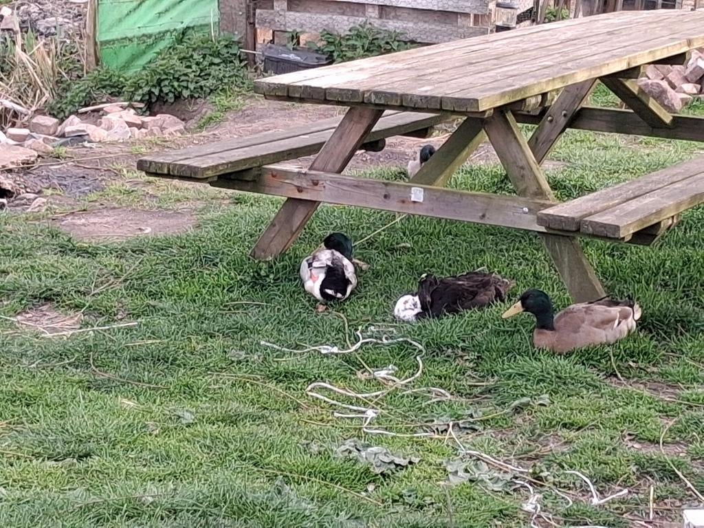 Eenden, Dieren en Toebehoren, Vogels | Overige Vogels, Mannelijk