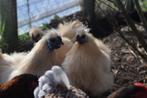 Zijdehoen haantjes, Dieren en Toebehoren, Pluimvee, Mannelijk, Kip