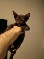 Kittens, Ooster korthaar kittens, oriental kittens, pete..., Dieren en Toebehoren, Katten en Kittens | Raskatten | Korthaar