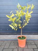 Citrus Calamondin - Mandarijnenboompje H: 90 cm., Ophalen, Minder dan 100 cm, Volle zon, Citroenboom