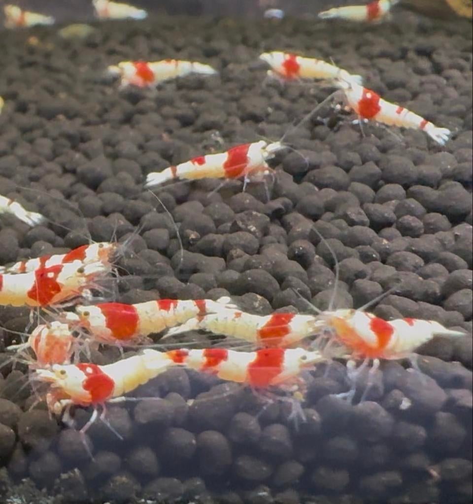 Caridina Red Crystal hoogwaardige garnalen, Dieren en Toebehoren, Vissen | Aquariumvissen, Kreeft, Krab of Garnaal
