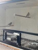 Koppel vinken, Meerdere dieren, Geringd