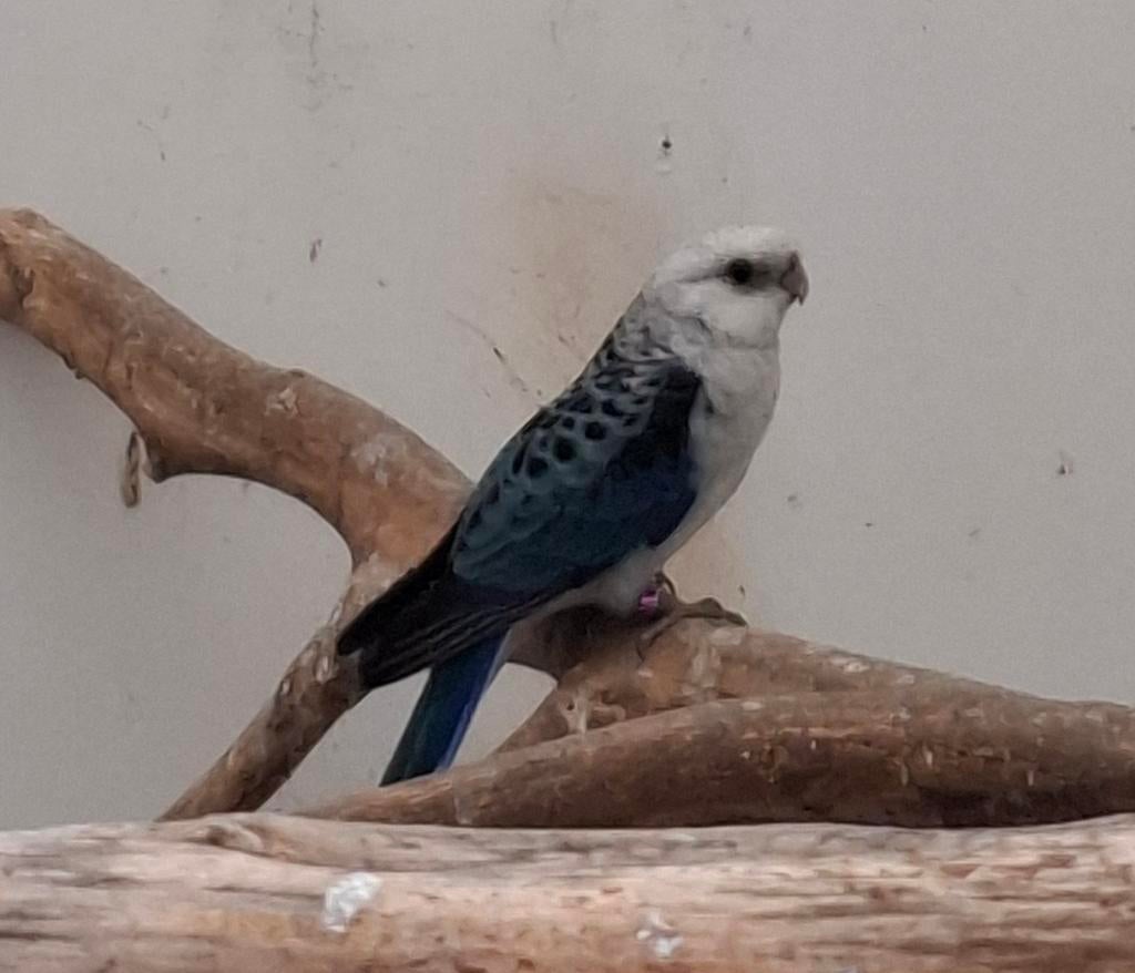 Gevraagd stanley rosella man., Dieren en Toebehoren, Vogels | Parkieten en Papegaaien, Mannelijk, Parkiet