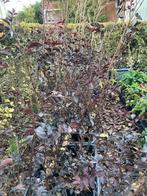 Struik, Tuin en Terras, Ophalen, Overige soorten, Struik, 100 tot 250 cm