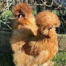 Bruine Zijdehoen kippen, Dieren en Toebehoren, Pluimvee, Kip, Vrouwelijk