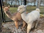 Twee alpaca hengstjes (toekomstige ruinen), Boeken, Dieren en Huisdieren, Ophalen, Zo goed als nieuw, Overige diersoorten