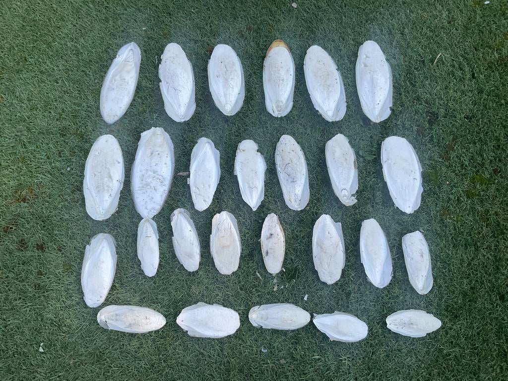 Te koop sepia, Ophalen of Verzenden, Nieuw