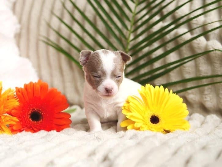 🩵 Lief chihuahua pup puppy mag nestje verlaten 🩵, Reu, 8 tot 15 weken, Parvo, Meerdere