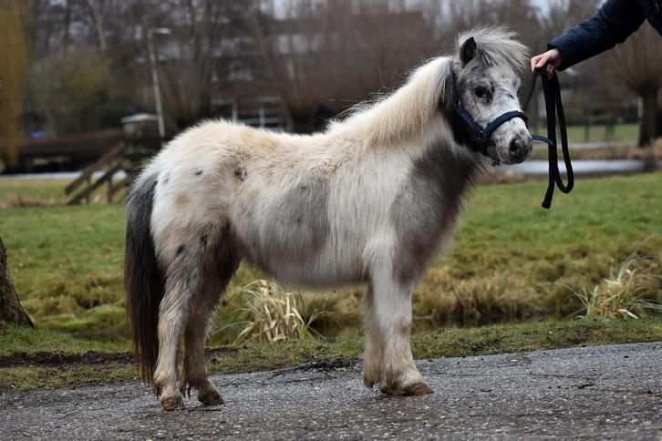 ***MOOIE & LIEVE APPALOOSA-BONTE SHETLANDER RUIN **, Dieren en Toebehoren, Pony's, Ruin, Niet van toepassing, A pony (tot 1.17m)