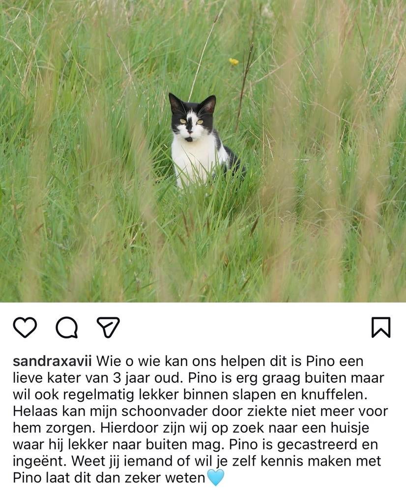 Pino, Kater