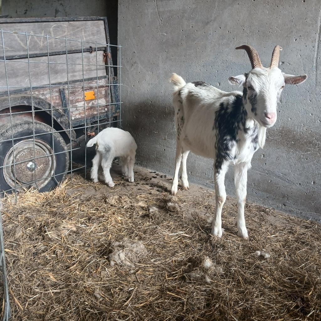 Leuk stelletje geiten te koop  met 2 lammeren, Dieren en Toebehoren, Schapen, Geiten en Varkens, Vrouwelijk, Geit