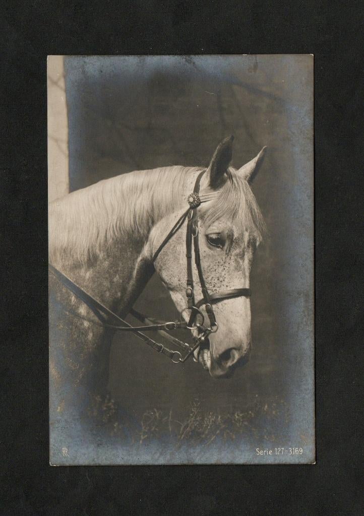 Ansichtkaart Paard Schimmel Jaren 20., Ophalen of Verzenden, 1920 tot 1940, Ongelopen, Paard