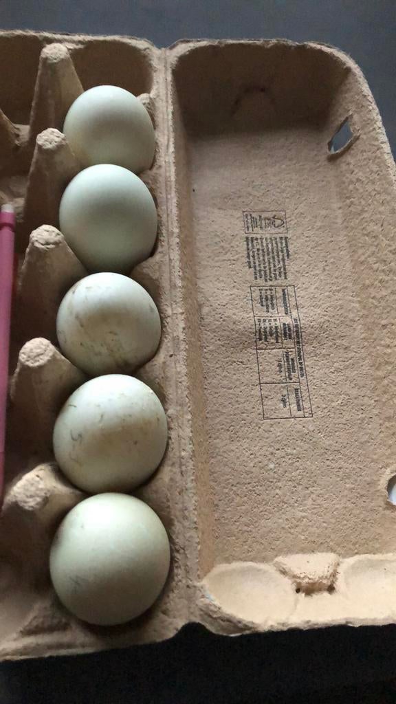 Eieren van loop eenden te koop, Diversen, Levensmiddelen, Ophalen of Verzenden