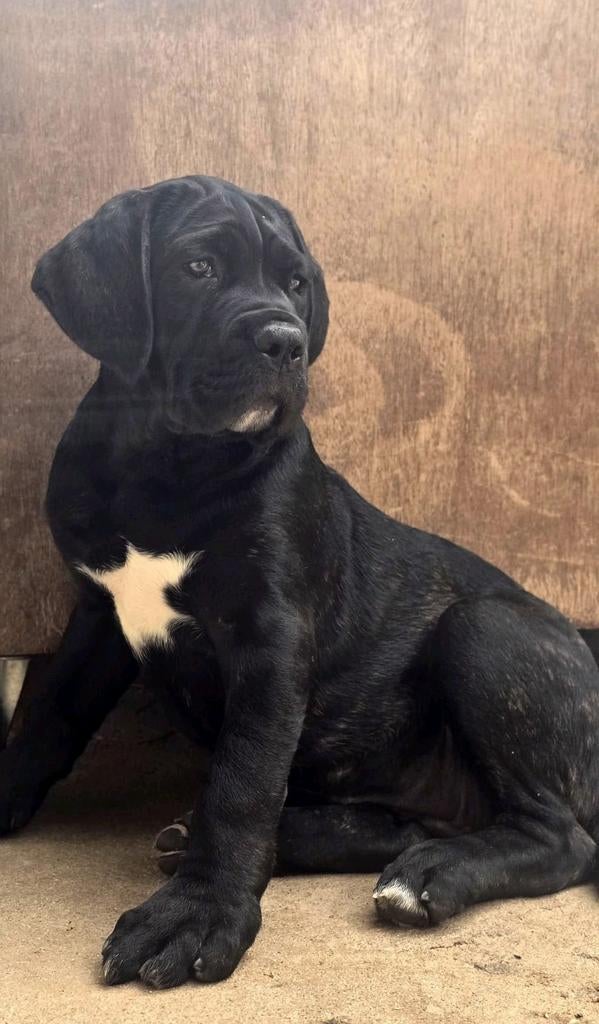 2 prachtige cane corso pups beschikbaar!, Fokker | Hobbymatig, 15 weken tot 1 jaar, Overige rassen, Buitenland