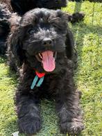 Huiskamernest cockapoo puppy’s zwart/merle/golden/blond, Dieren en Toebehoren, Overige rassen, 8 tot 15 weken, Parvo, Meerdere