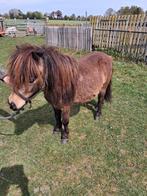 Kinder vriendelijk dekhengstje +-85 cm, Hengst