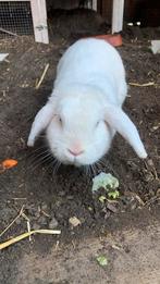 Gezocht: Dek Konijn ram / mannetje, Dieren en Toebehoren, Mannelijk, Middelgroot, Hangoor, 3 tot 5 jaar