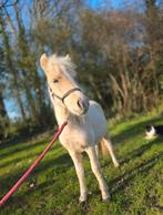 Palomino homozygoot bont, grote maat jaarling hengst!, Dieren en Toebehoren, Hengst, A pony (tot 1.17m), Met stamboom, 0 tot 2 jaar