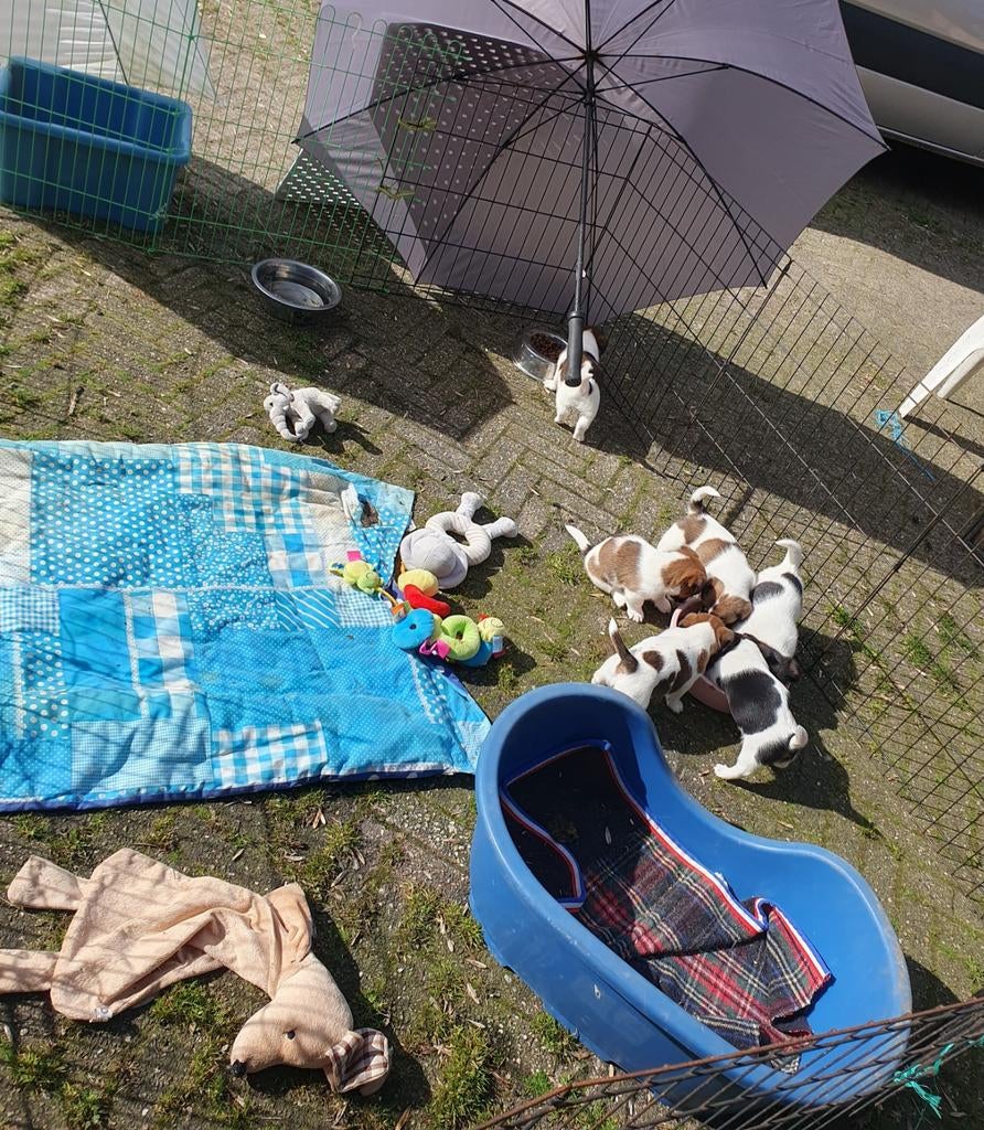 4 super lieve gezonde raszuivere JACK RUSSELL PUPS, Dieren en Toebehoren, Honden | Jack Russells en Terriërs, Jack Russell Terriër