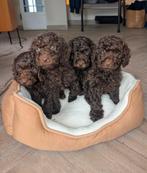 Prachtige pups toypoedel toy poedel pups choco️, Dieren en Toebehoren, Poedel, Parvo, 8 tot 15 weken, Meerdere