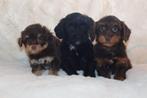 Prachtige havapoo pups te koop, Parvo, Nederland, Overige rassen, 8 tot 15 weken