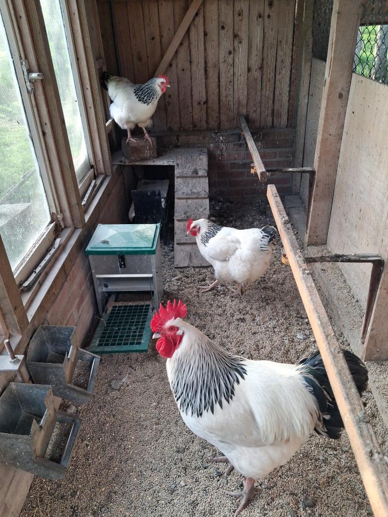 Broedeieren Sussex Colubia (groot ras, geen kriel), Dieren en Toebehoren, Pluimvee, Geslacht onbekend, Kip