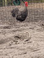 Cochin haant, Dieren en Toebehoren, Pluimvee, Mannelijk, Kip