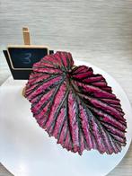 Begonia Brevirimosa ssp Exotica | Kopstek, Ophalen of Verzenden, Overige soorten, Halfschaduw, Minder dan 100 cm