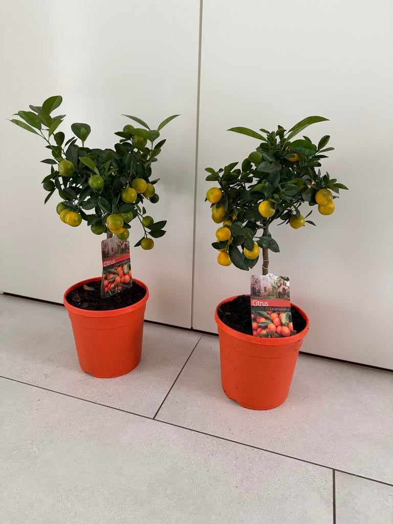 2 x Citrus Calamondin plant - Vers fruit aan huis, Tuin en Terras, Planten | Tuinplanten, Volle zon, Vaste plant, Ophalen of Verzenden