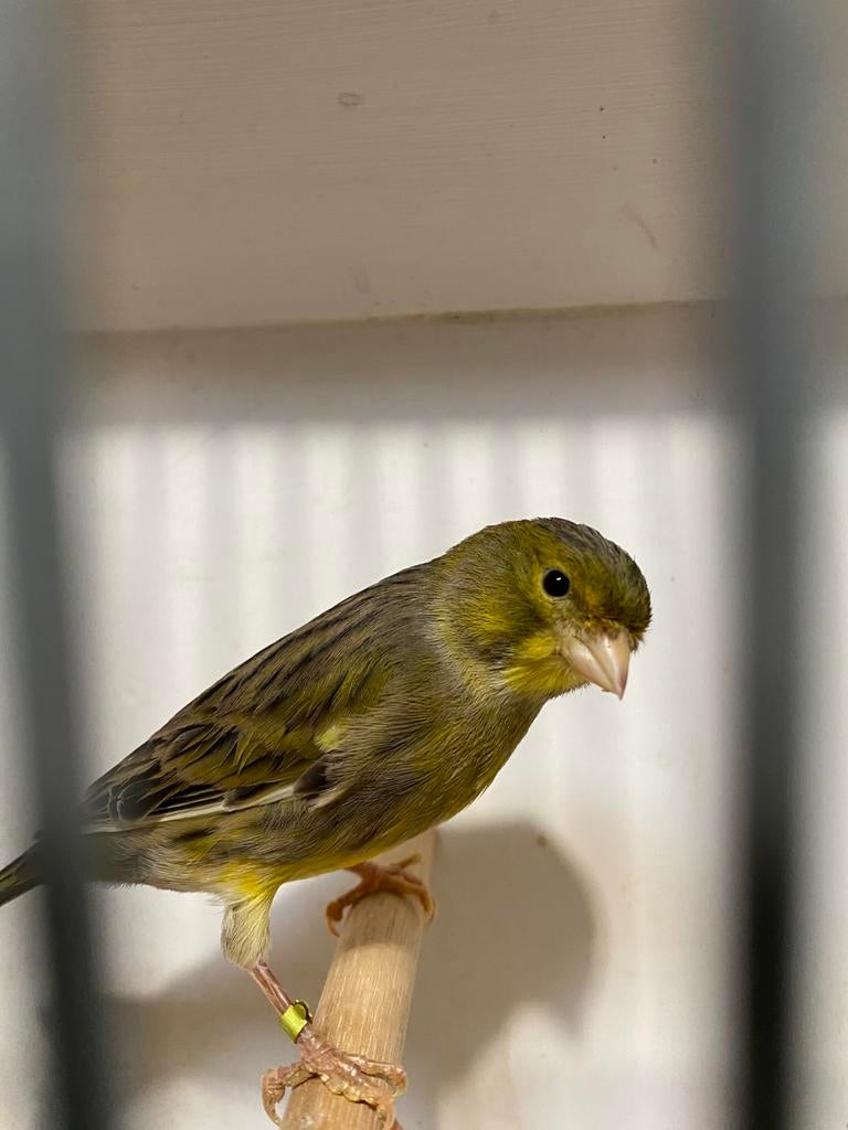 Mooie man kanaries, Mannelijk, Kleurkanarie