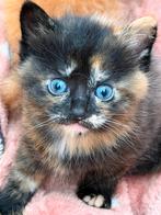 Lapjes Er is nog één kitten beschikbaar foto1, Meerdere dieren