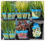 Vijverplanten – groot assortiment! vanaf 2,79, Overige soorten