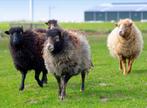Gezocht 2 drachtige Ouessant schapen, Vrouwelijk, Schaap