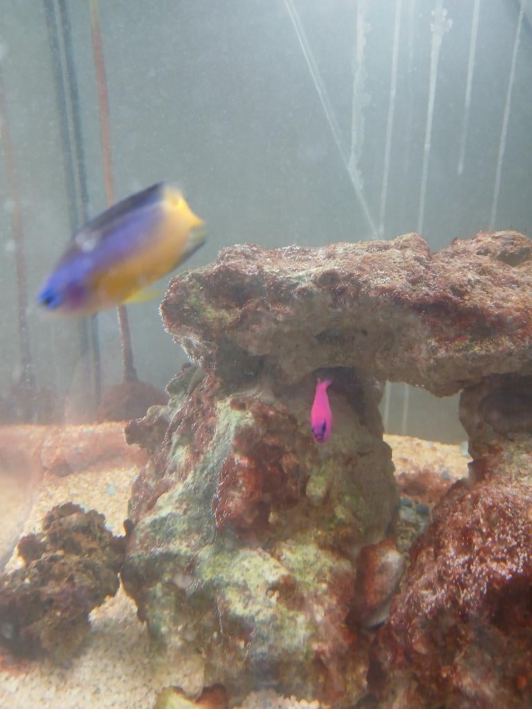 Zoutwater vissen, Vis