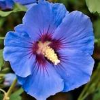 Hibiscus 🌟🦜🌿, Ophalen, Volle zon