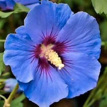 Hibiscus 🌟🦜🌿, Tuin en Terras, Bloembollen en Zaden, Volle zon, Ophalen