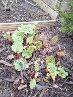 Stek rabarber, Ophalen, Volle zon, Vaste plant, Zomer