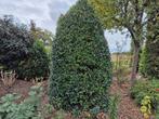 Gratis Hulst Wintergroene struik, Vaste plant, Bloeit niet, Halfschaduw, Ophalen