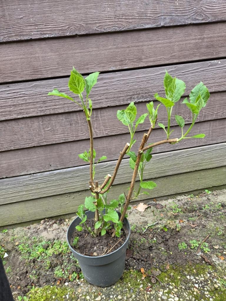 Witte Hortensia strong annabel, Tuin en Terras, Planten | Tuinplanten, Vaste plant, Halfschaduw, Zomer, Ophalen