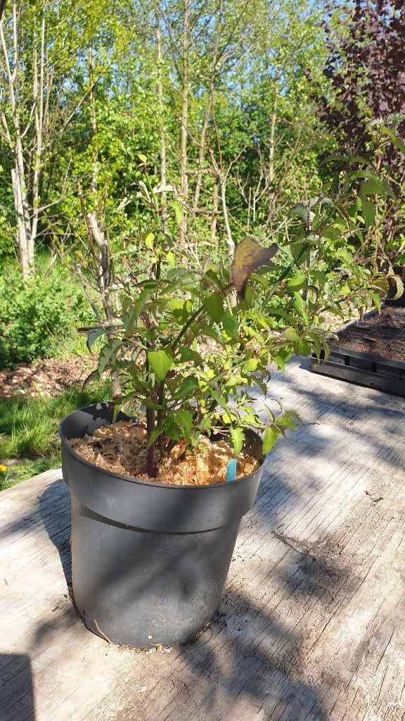 Fazantenbes (Leycesteria formosa), Tuin en Terras, Planten | Bomen, Overige soorten, Zomer, Ophalen, Volle zon