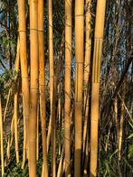 Bamboe tot 7 decimeter per stok, Ophalen, Zo goed als nieuw, 250 cm of meer, Palen