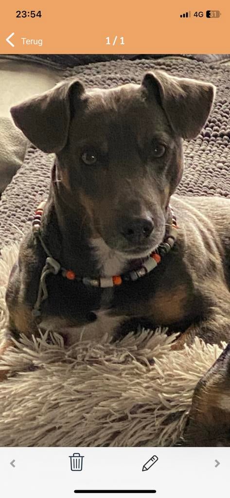 Wegens omstandigheden jack russel reu, 6 jaar of ouder, Jack Russell Terriër, Reu, CDV (hondenziekte)