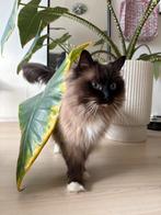Ragdoll kater HERPLAATSING, Dieren en Toebehoren, Kater, Gechipt, 3 tot 5 jaar