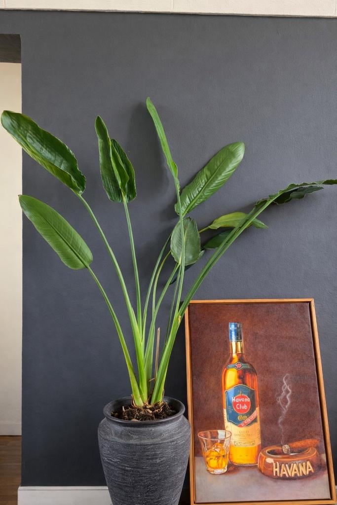 Strelitzia Reginae plant in pot, Huis en Inrichting, Ophalen of Verzenden, In pot, Halfschaduw, Minder dan 100 cm