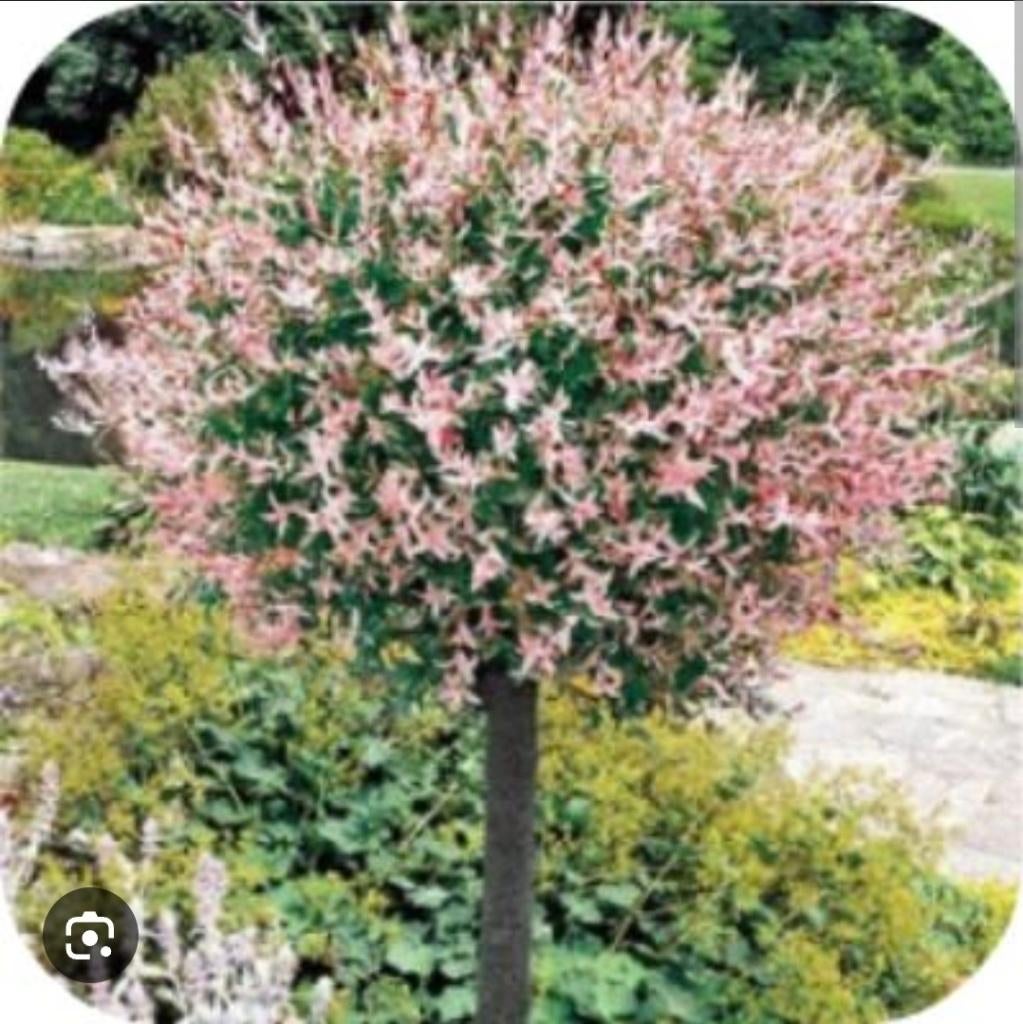 Salix Wilg op stam (Salix integra 'Hakuro-nishiki') Gratis, Vaste plant, Halfschaduw, Lente, Ophalen